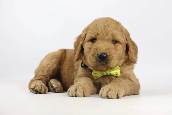 Prijs goldendoodle? 1 Goldendoodle honden te koop