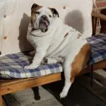 Maxime - engelse bulldog 4 Engelse bulldog opvoeding
