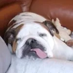 Maxime - engelse bulldog 3 Engelse bulldog tevredenheid