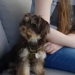 York - rakker 3 York pup ervaringen