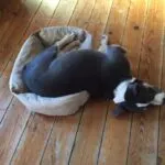 Finne - american bully 3