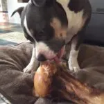Finne - american bully 5