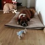 Léa - boxer 1 Boxer pup beoordelingen