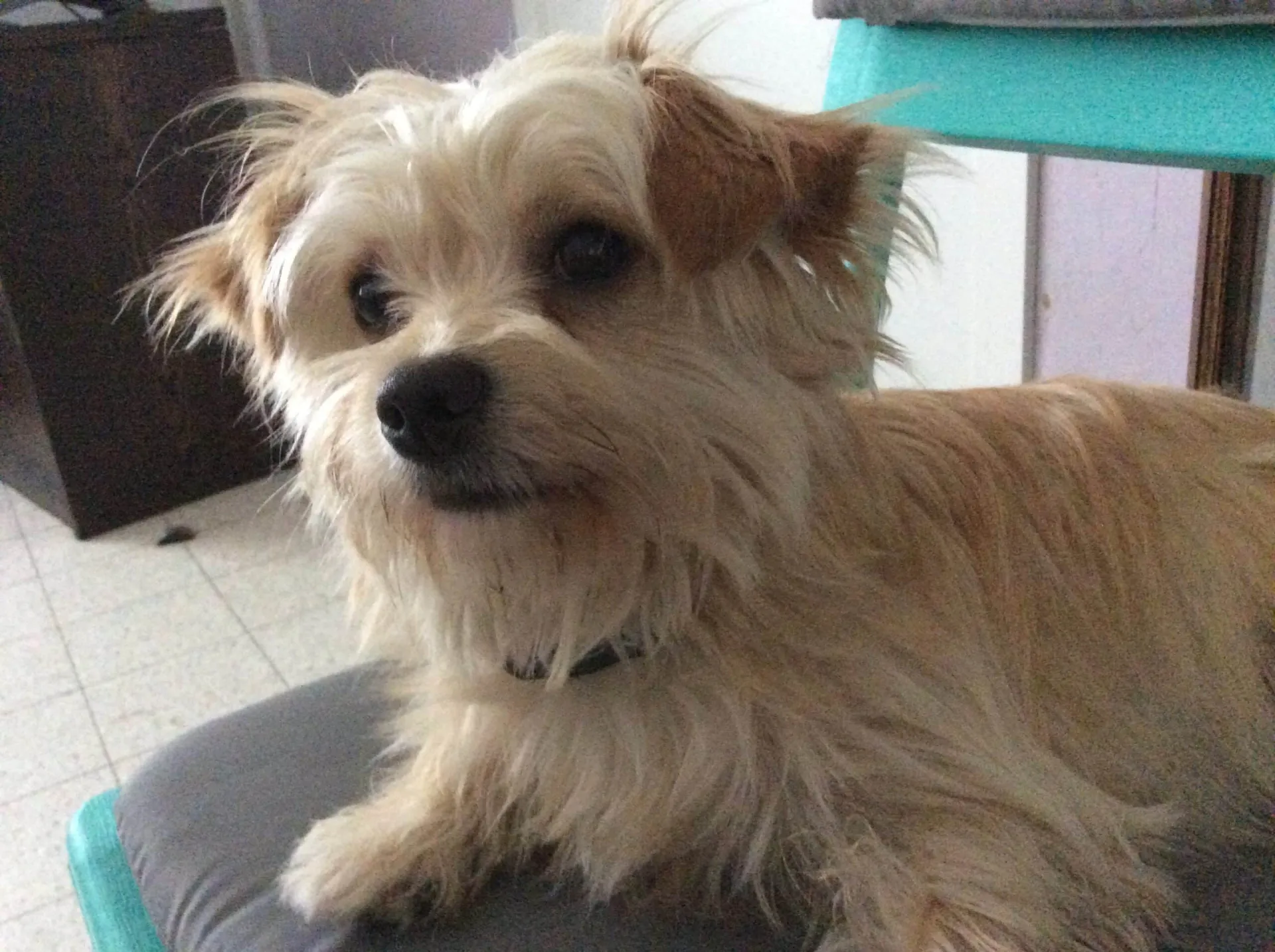 Malchi - jessie 3 Malchi adoptie