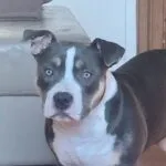 Finne - american bully 2