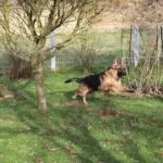 Berger allemand - lupo 5 Lupo review