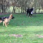 Berger allemand - lupo 6 Trouwe metgezel