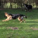 Berger allemand - lupo 10 Woefkesranch reviews