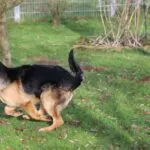 Berger allemand - lupo 9 Lupo ervaringen
