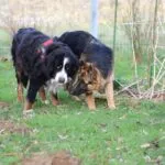 Berger allemand - lupo 8 Duitse herder kopen