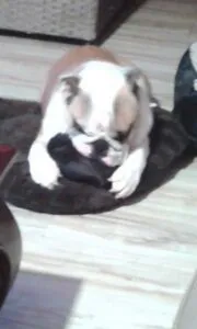 Igor- bouledogue anglais 26 Igor- engelse bulldog (kopie)