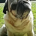 Mops - toulouse 13