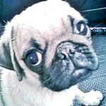 Mops - toulouse 10