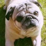 Mops - toulouse 12