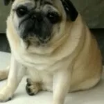 Mops - toulouse 11