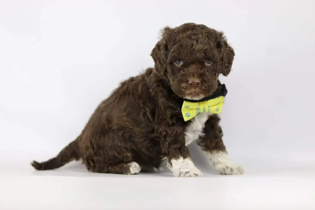 Lagotto romagnolo puppies for sale in belgium 3 Lagotto romagnolo puppies for sale