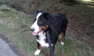 Kouma- berner sennen 2 Berner sennen tevredenheid