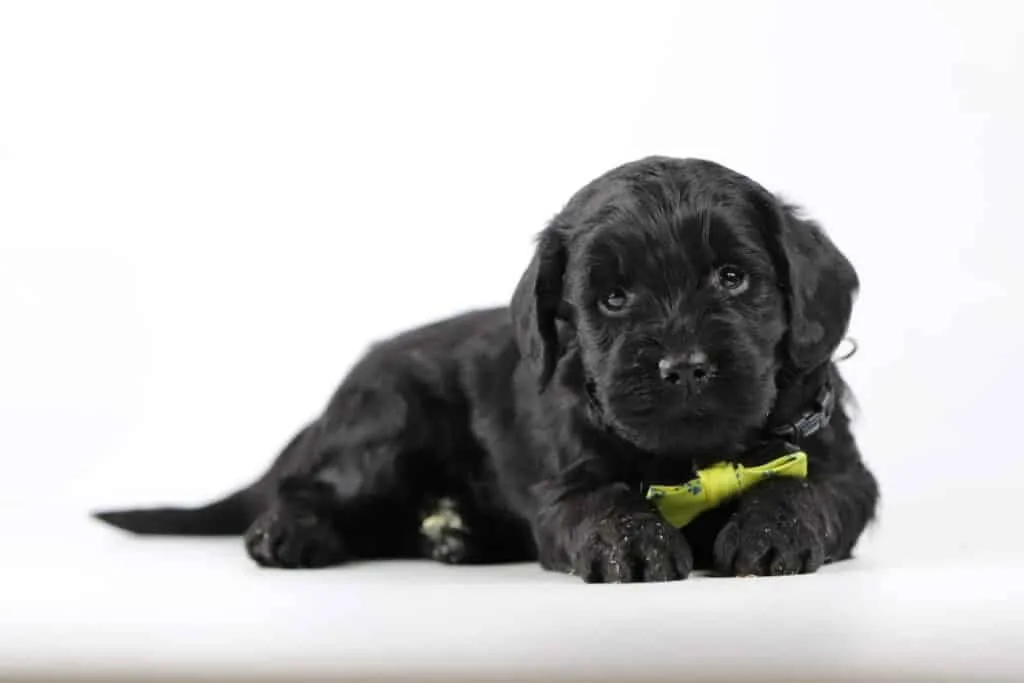 Labradoodle puppies for sale โ information from a belgian recognized breeder 7 Belgische labradoodle fokker