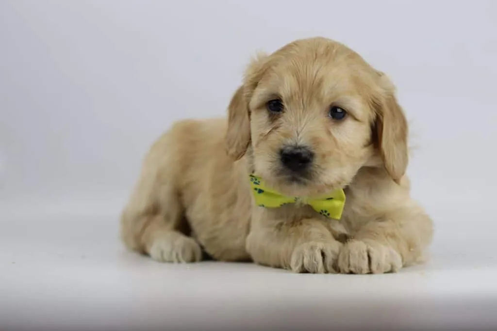 Labradoodle puppies for sale โ information from a belgian recognized breeder 6 Labradoodle pups adoptie