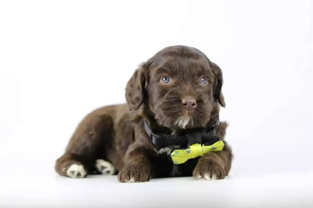 Labradoodle puppies for sale โ information from a belgian recognized breeder 10 Labradoodle puppies