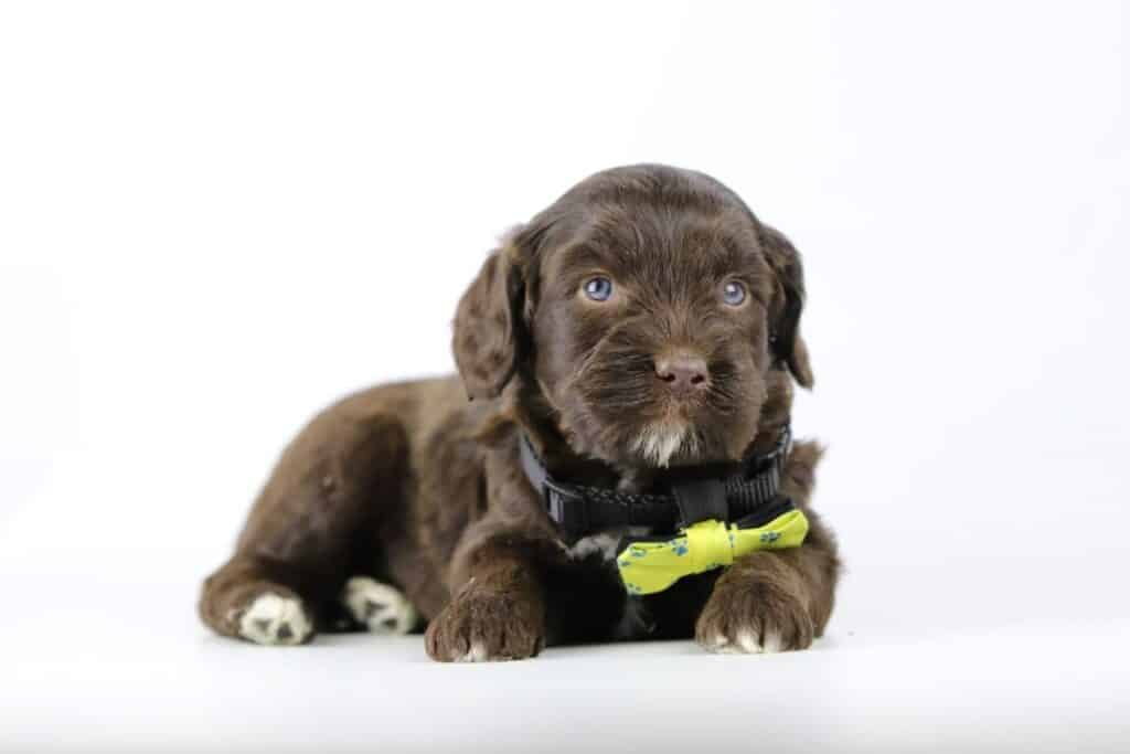Labradoodle mini: leer alles over deze hond 3 Labradoodle puppies