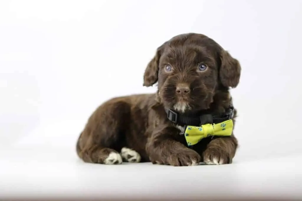 Labradoodle without a waitlist: tips for finding a great pup 7 Labradoodle available immediately