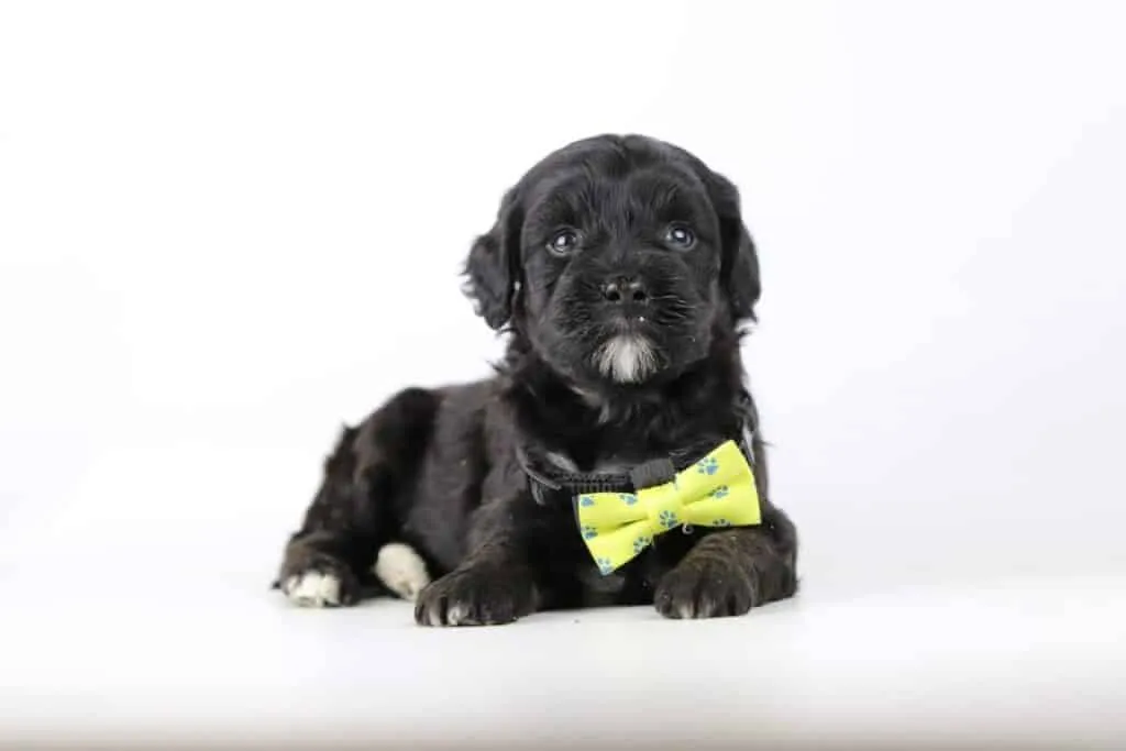 Labradoodle puppies for sale โ information from a belgian recognized breeder 12 Labradoodle pups kopen