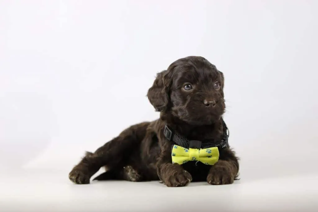 Labradoodle puppies for sale โ information from a belgian recognized breeder 14 Labradoodle pups beschikbaar