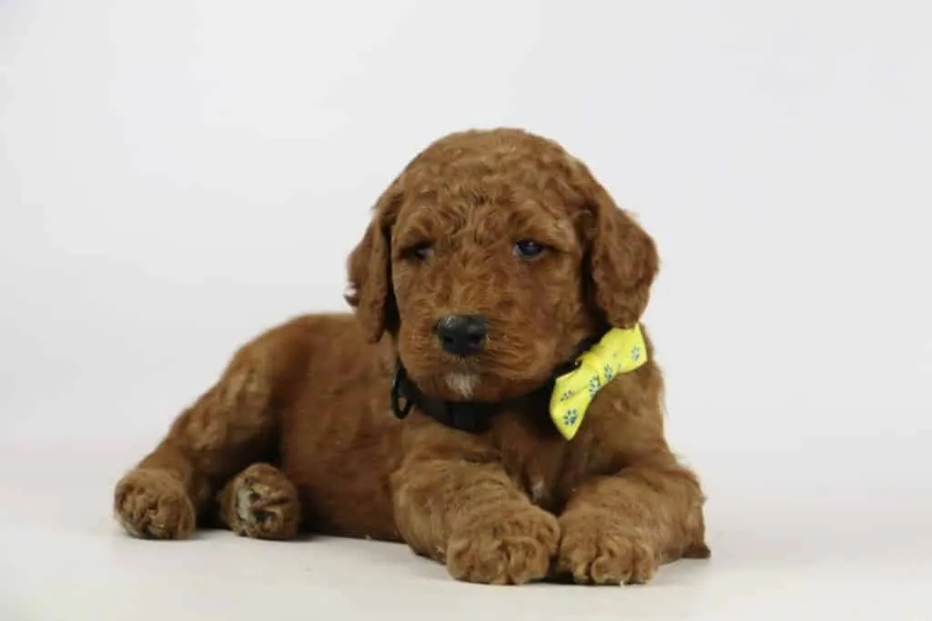Labradoodle puppies for sale โ information from a belgian recognized breeder 13 Labradoodle puppies te koop