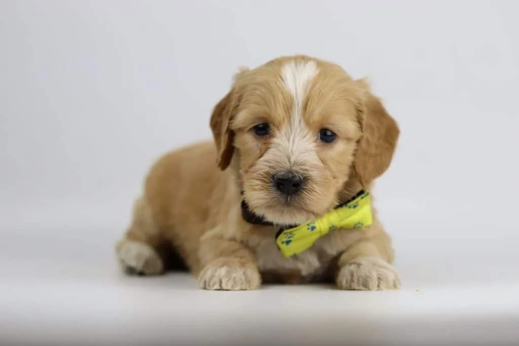 Labradoodle puppies for sale โ information from a belgian recognized breeder 11 Labradoodle pups belgische fokker