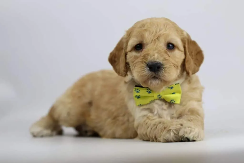 Labradoodle puppies for sale โ information from a belgian recognized breeder 15 Labradoodle pups woefkesranch