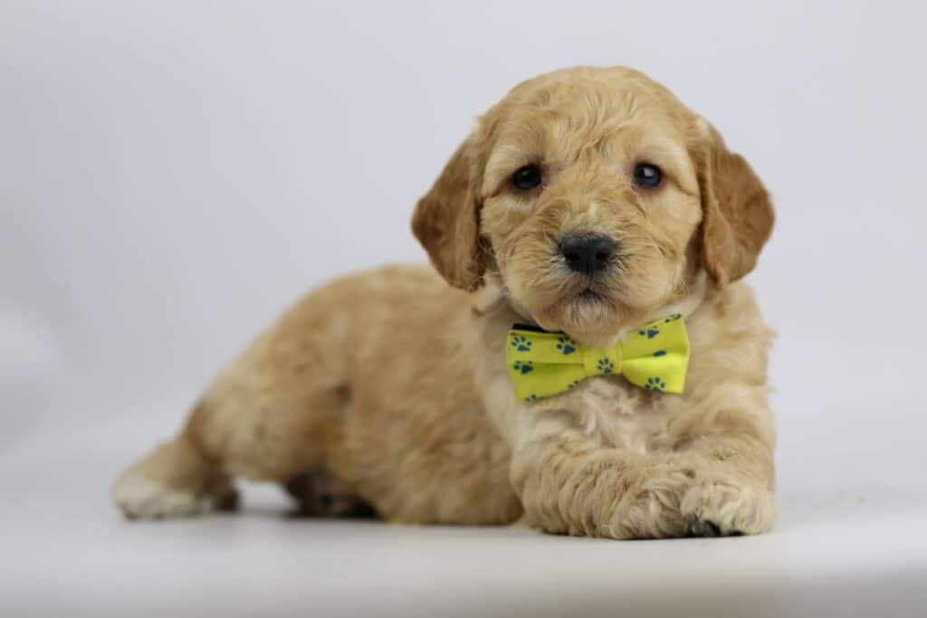 Labradoodle mini: leer alles over deze hond 2 Labradoodle pups woefkesranch