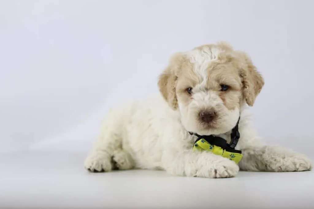 Wat is de prijs voor een lagotto romagnolo? 2 Lagotto romagnolo kosten belgi