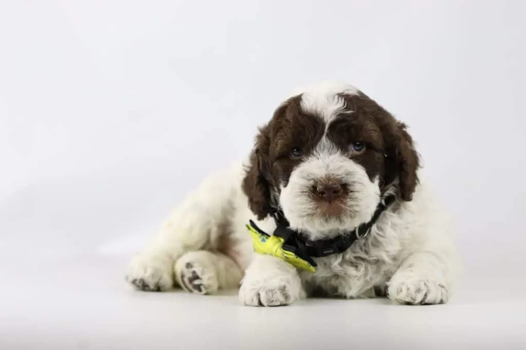 Wat is de prijs voor een lagotto romagnolo? 4 Lagotto romagnolo prijsvergelijker