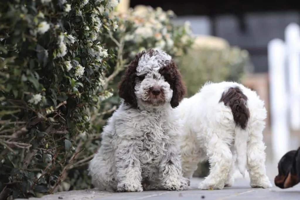 Wat is de prijs voor een lagotto romagnolo? 5 Prijs lagotto romagnolo pup