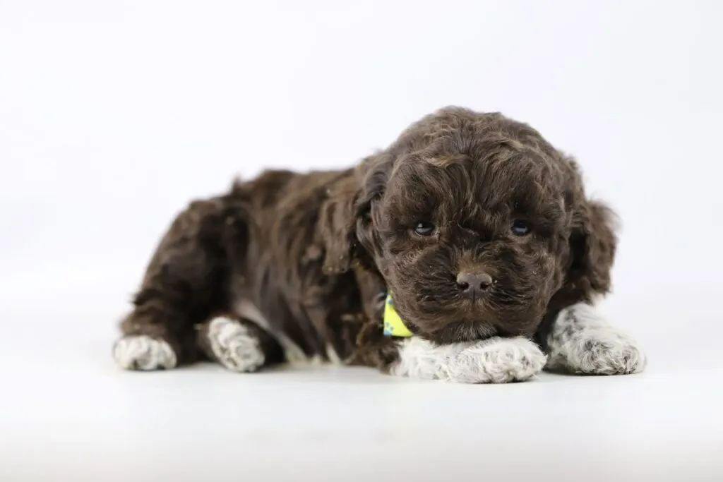 Wat is de prijs voor een lagotto romagnolo? 3 Lagotto romagnolo prijsindicatie