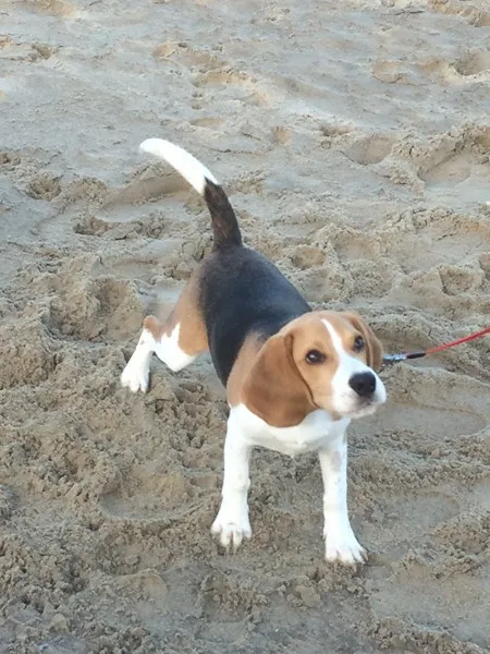 Chiots beagle ร vendre - รฉleveur belge woefkesranch โ รฉlevage de beagle 4