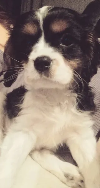 Reviews 9 Cavalier king charles fokker