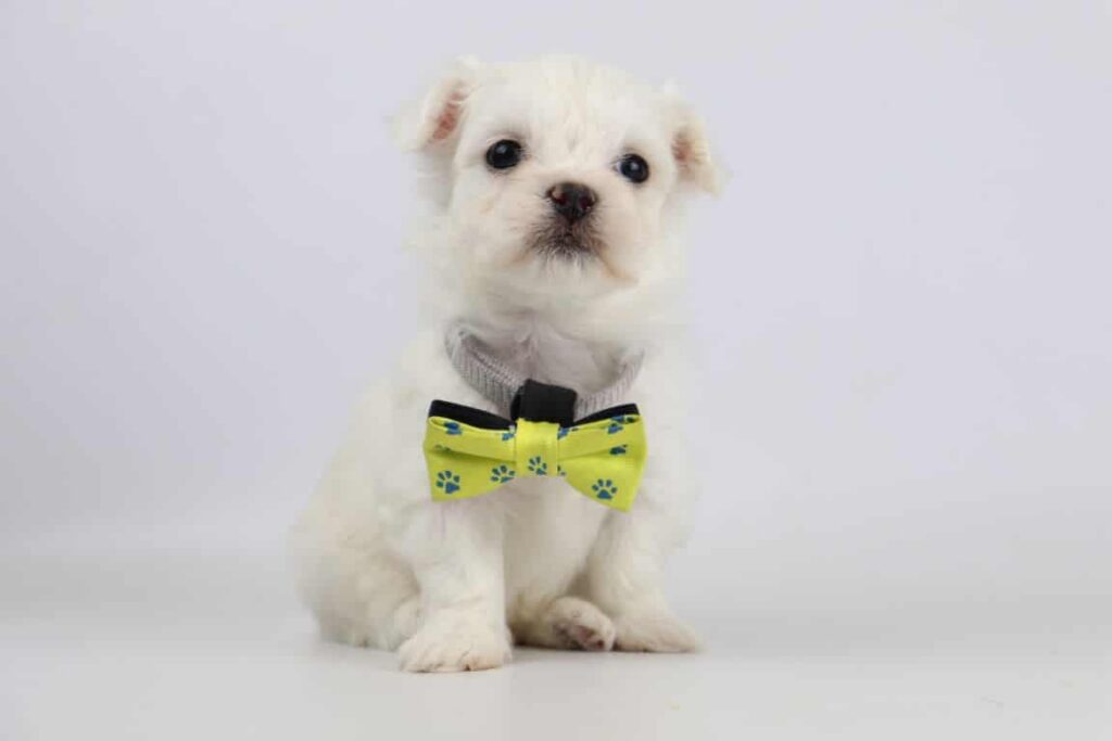 Maltezer prijs: de prijs van een maltezer pupje? 3 Maltezer pup prijs belgi