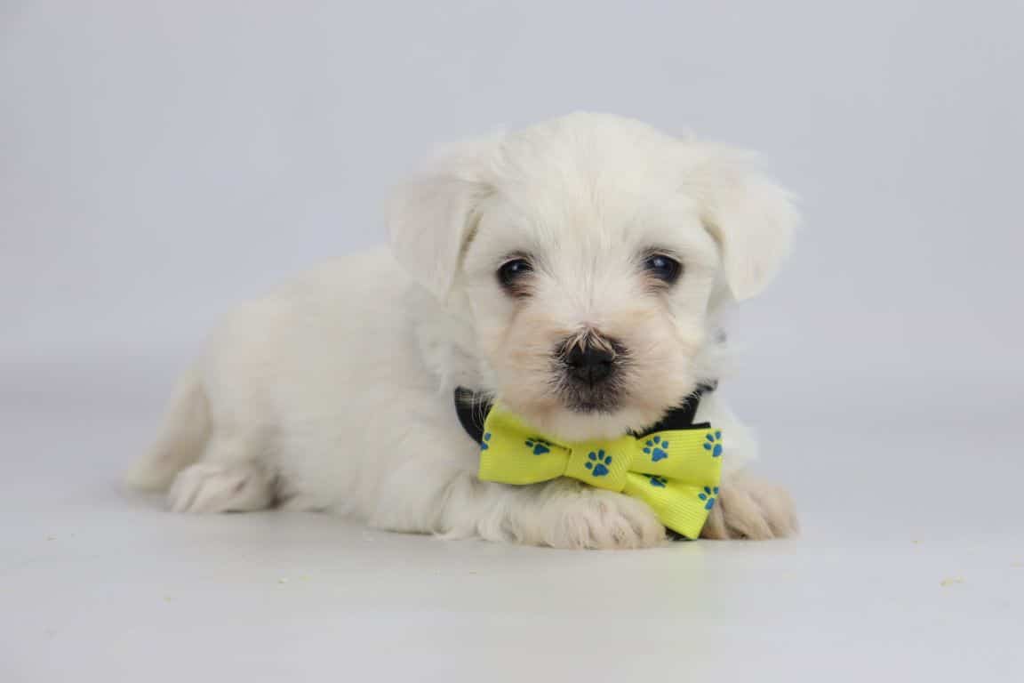 Maltese