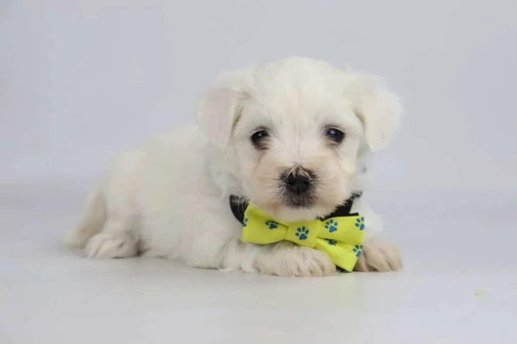 Maltezer prijs: de prijs van een maltezer pupje? 4 Maltezer puppy kosten
