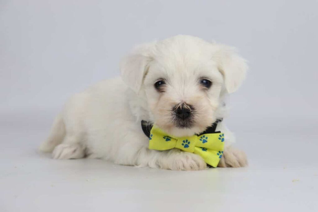 Maltezer prijs: de prijs van een maltezer pupje? 4 Maltezer puppy kosten