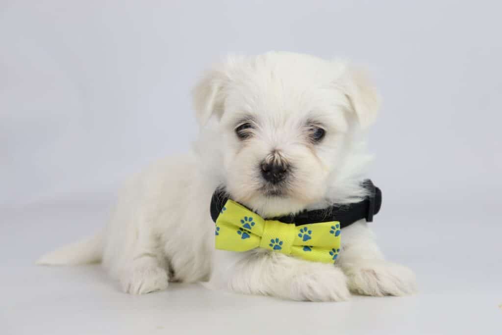 Chiots bichon maltais ร vendre โ guide d'information sur la race canine! 4 Chiots maltais
