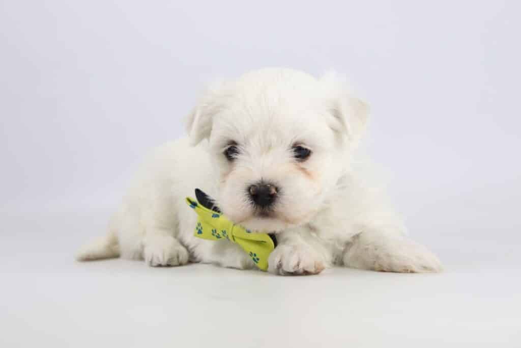 Chiots bichon maltais ร vendre โ guide d'information sur la race canine! 6 Guide du maltais