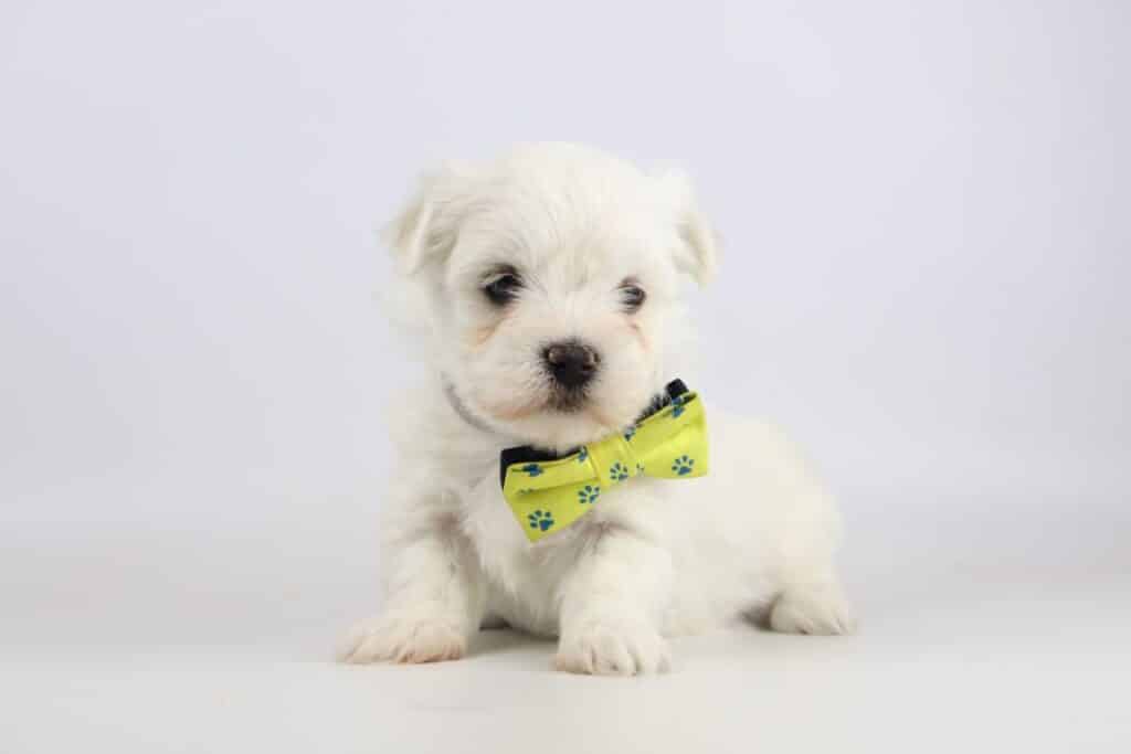 Chiots bichon maltais ร vendre โ guide d'information sur la race canine! 7 Caractรฉristiques des chiots maltais