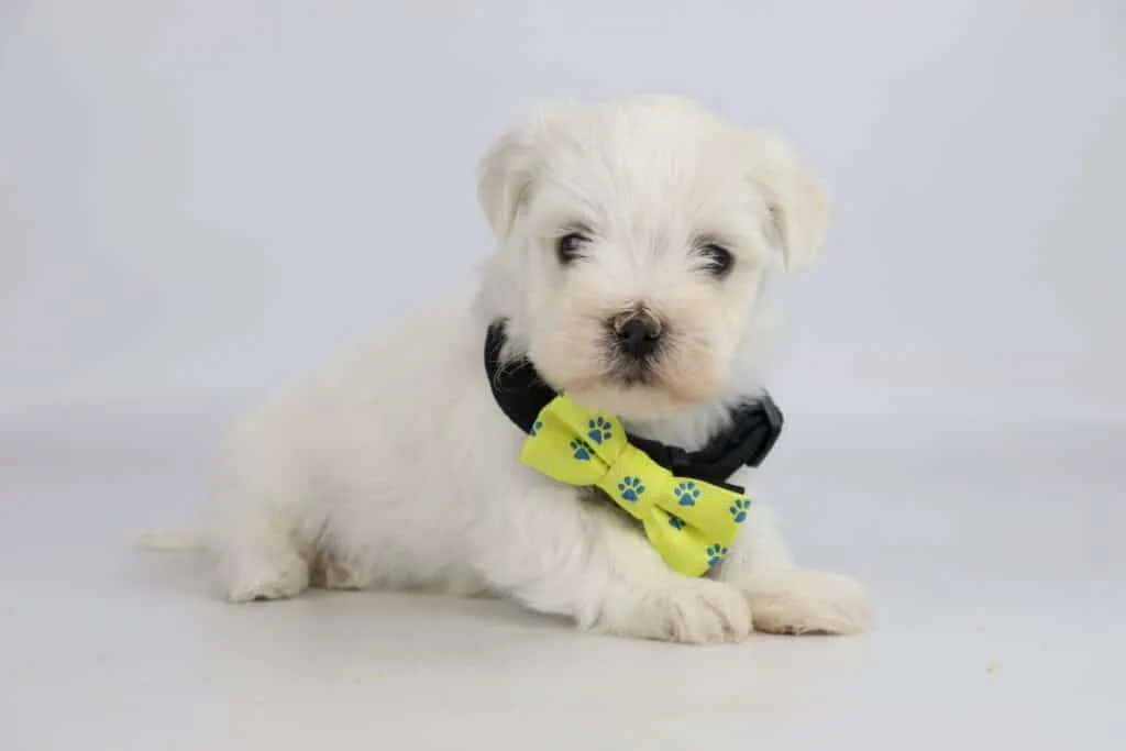 Chiots bichon maltais ร vendre โ guide d'information sur la race canine! 11 Jouets pour le maltais