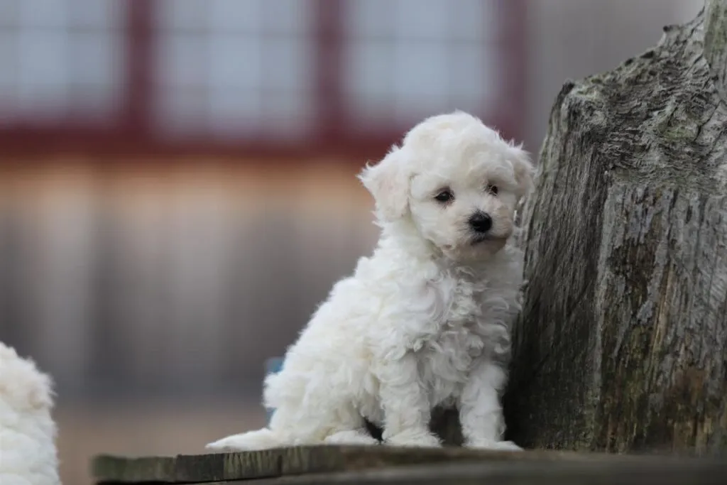 Was kostet ein maltipoo? 7 Prijs maltipoo