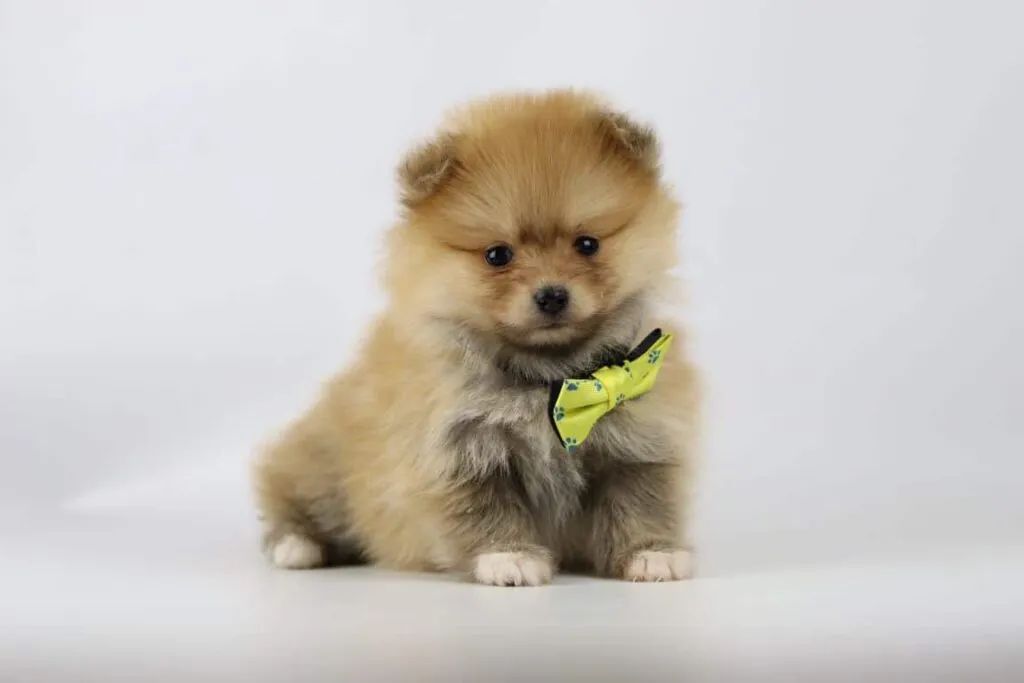 What is the price of a pomeranian puppy? 4 Pomeranian costs