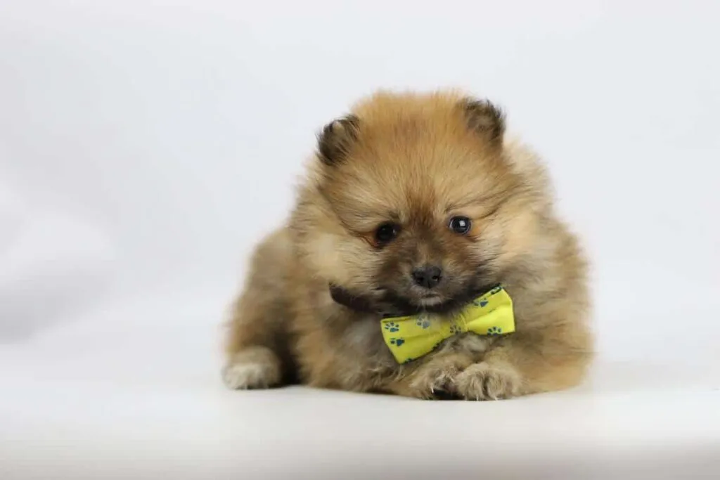 What is the price of a pomeranian puppy? 6 Dwarf spitz price