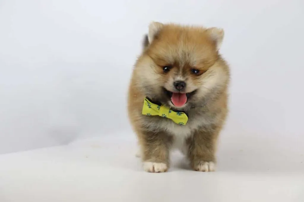Les pomรฉraniens sont-ils hypoallergรฉniquesย ? 8 Chiens pour les allergies